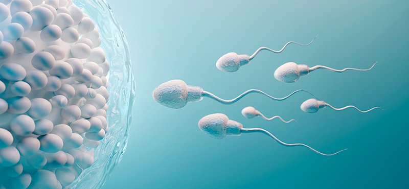 Ilustração de espermatozoides em direção ao óvulo